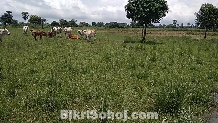 52 bigha land for sale